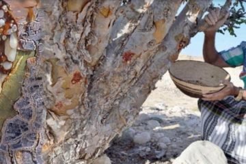 Frankincense Trees Salalah Pontland