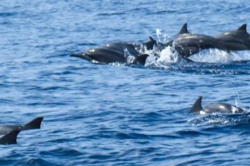 Dolphin Watching Salalah