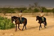 Horse Riding Salalah Pontland